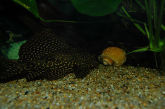 freshwater fish - pterygoplichthys joselimaianus - gold spotted pleco (l-001, l-022) stocking in 130 gallons tank
