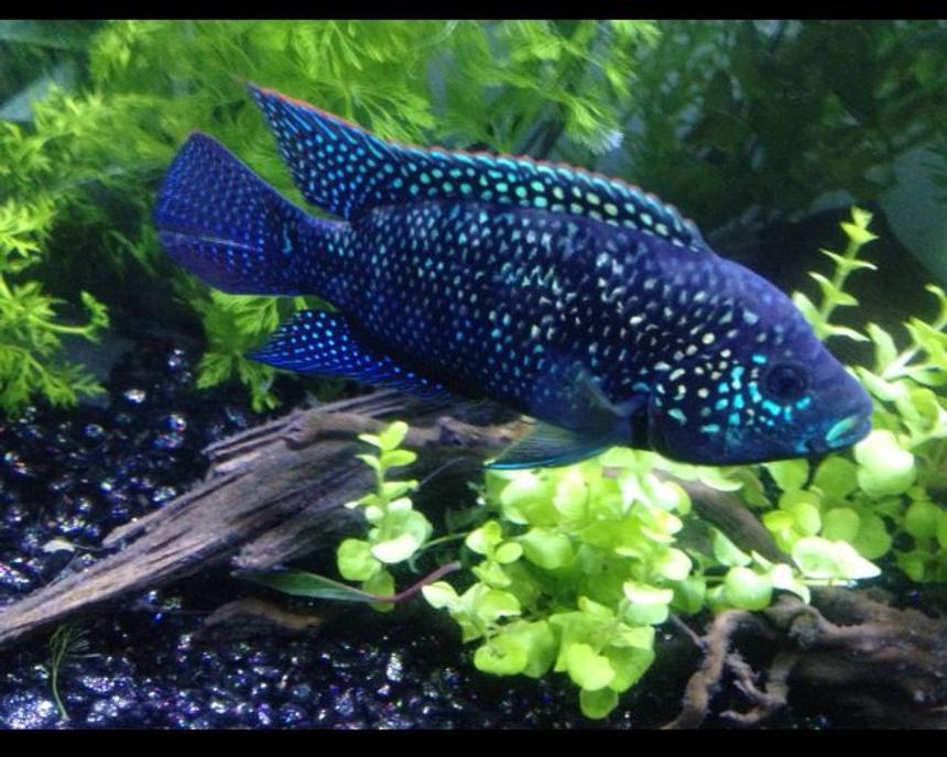 Rated #2: Freshwater Fish - Nandopsis Octofasciatum - Jack Dempsey Stocking In 60 Gallons Tank - Not Your Everyday JD