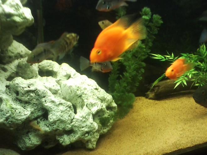 freshwater fish - heros severus x amphilophus citrinellum - blood parrot stocking in 135 gallons tank - BLOOD PARROTS BLUE ARCARA FIREMOUTH