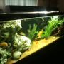 fish tank picture - ANOTHER PICTURE AGAIN