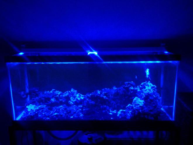 75 gallons freshwater fish tank (mostly fish and non-living decorations) - 75g African Tank
