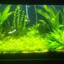 70 gallons planted tank (mostly live plants and fish) - new setup