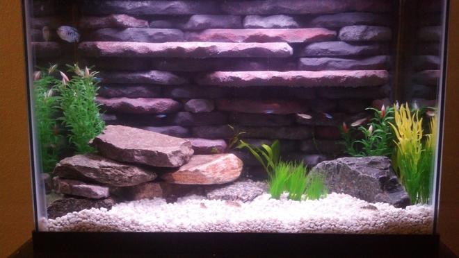 20 gallons planted tank (mostly live plants and fish) - 20 Gallon with both live and artificial plants. Custom 3d background and twin HOB filters and heater built in.  Community tank with cardinal tetras, bloodfin tetras, nerite snails, gourami, ghost shrimp and peppered corys. Took a lot of time and effort to get this tank up and running but I think could compete with any smaller tank set up out there. Good example of making the best of what you have to work with.  Would love feedback and opinions of this tank setup.