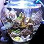 2 gallons reef tank (mostly live coral and fish) - My 1.5 gal. Vase Reef Bowl.