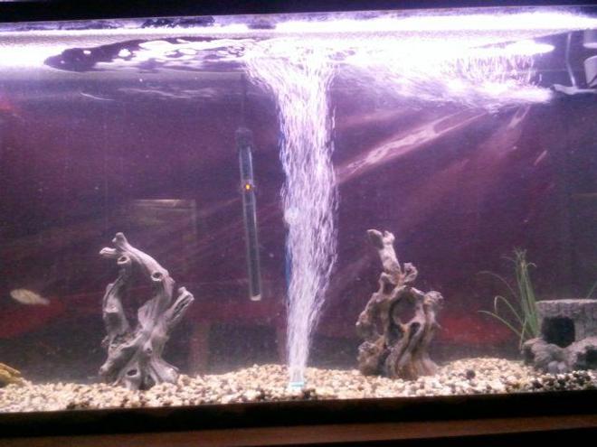 55 gallons freshwater fish tank (mostly fish and non-living decorations)