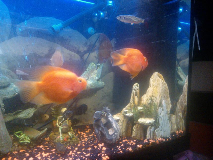 Rated #180: 65 Gallons Freshwater Fish Tank - my tank ;)