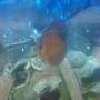freshwater fish - symphysodon sp. - ocean green discus stocking in 65 gallons tank