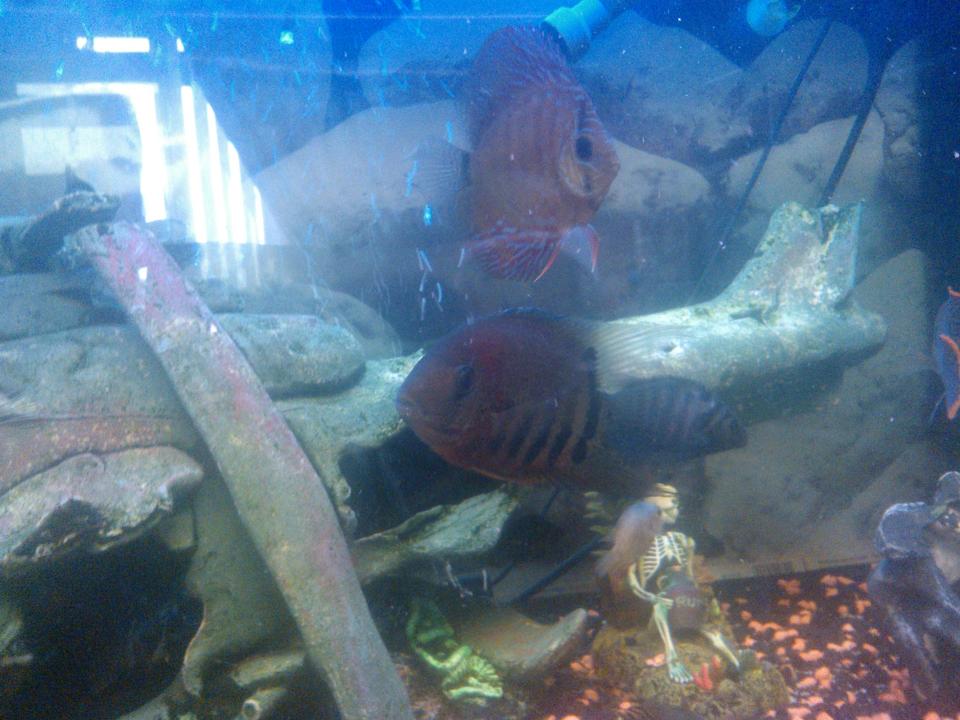 freshwater fish - heros sp. rotkeil - redheaded severum stocking in 65 gallons tank - wild rotkiel severum with the discus
