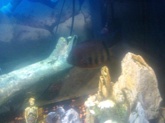 freshwater fish - heros sp. rotkeil - red headed severum stocking in 65 gallons tank - other rotkiel severum