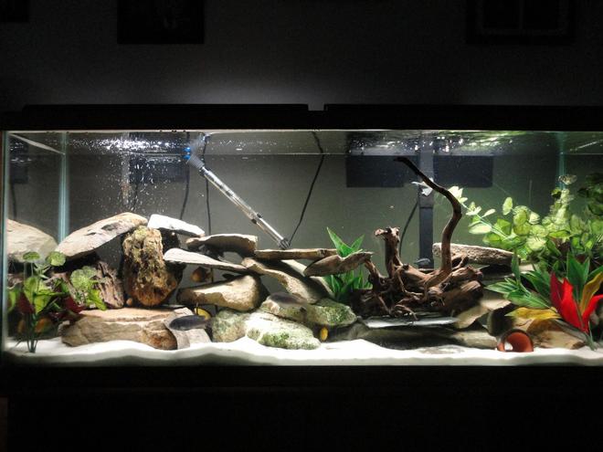 55 gallons freshwater fish tank (mostly fish and non-living decorations) - Lake Malawi Cichlid tank