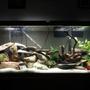 55 gallons freshwater fish tank (mostly fish and non-living decorations) - Lake Malawi Cichlid tank