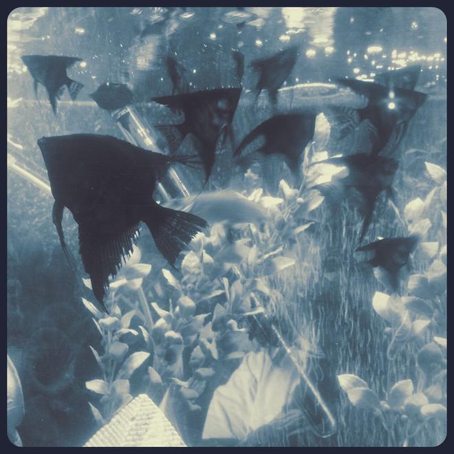 freshwater fish - pterophyllum sp. - black angel stocking in 50 gallons tank - Feeding time..