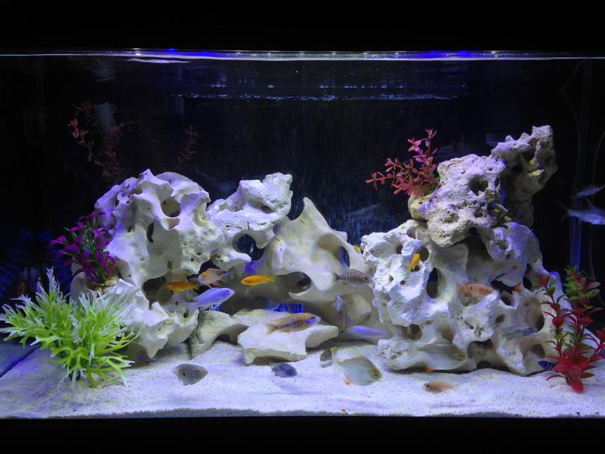 Rated #15: 58 Gallons Freshwater Fish Tank - various cichlids & tropicals