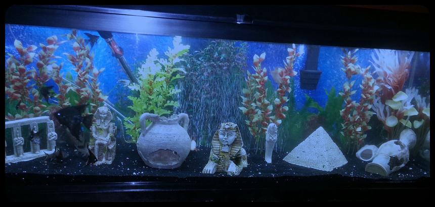 Rated #186: 50 Gallons Freshwater Fish Tank - My 50 gallon fresh water tank.