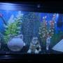 50 gallons freshwater fish tank (mostly fish and non-living decorations) - My 50 gallon fresh water tank.