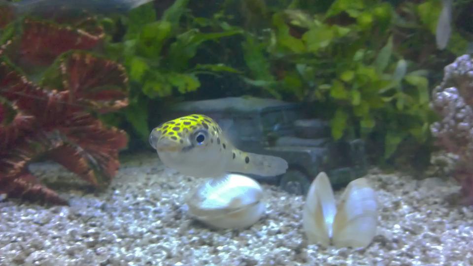 freshwater fish - tetraodon nigroviridis - green spotted puffer stocking in 28 gallons tank - "Peter" My Green Spotted Puffer