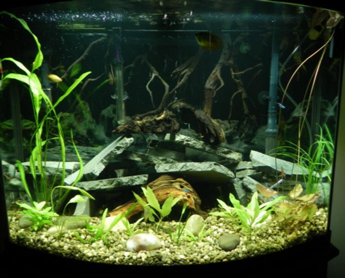 36 gallons planted tank (mostly live plants and fish) - Upgraded to 36 gal bowfront. Currently have 3 dwarf gouramies, 2 honey gouramies, 5 neon tetras, 2 otos, 3 emerald cory cats and a yellow mystery snail. Plants are aponogeton, water lilly, compacta, koyoto, and argentine sword