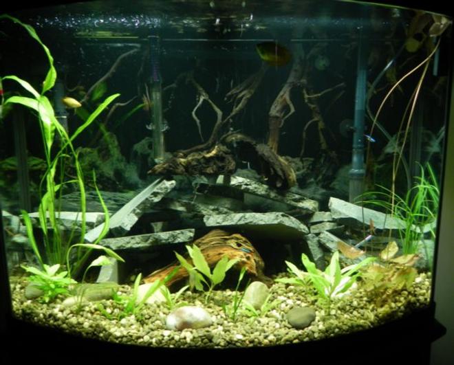 36 gallons planted tank (mostly live plants and fish) - Upgraded to 36 gal bowfront. Currently have 3 dwarf gouramies, 2 honey gouramies, 5 neon tetras, 2 otos, 3 emerald cory cats and a yellow mystery snail. Plants are aponogeton, water lilly, compacta, koyoto, and argentine sword