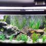 75 gallons freshwater fish tank (mostly fish and non-living decorations) - 75 Gal