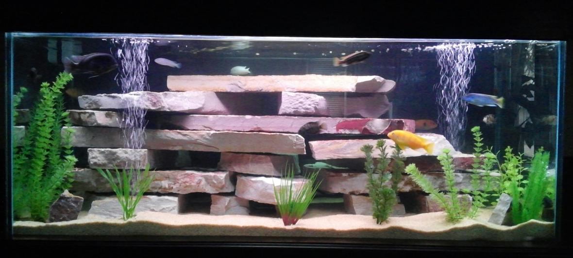 75 gallons freshwater fish tank (mostly fish and non-living decorations) - 75 gal mbuna tank