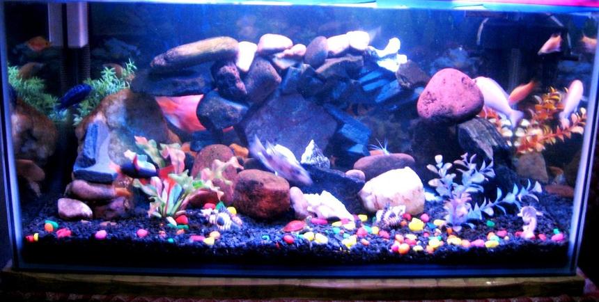 Rated #172: 40 Gallons Freshwater Fish Tank - ayantika