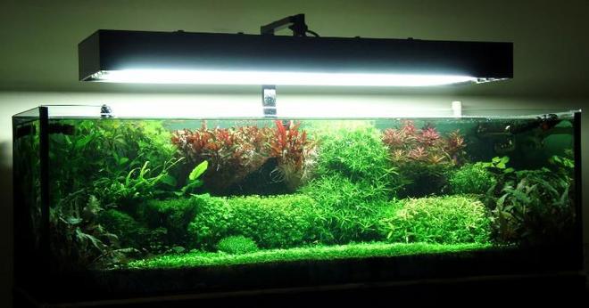 91 gallons planted tank (mostly live plants and fish) - This is how it turned out to be..