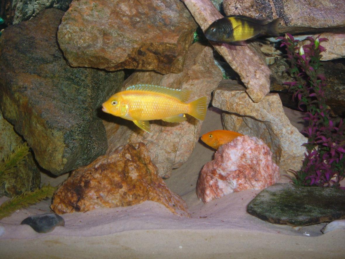 freshwater fish - metriaclima lombardoi - kenyi cichlid stocking in 90 gallons tank - My awesome kenyi cichlid in the 90 gallon African Cichlid tank
