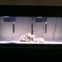 55 gallons freshwater fish tank (mostly fish and non-living decorations) - 55gal African cichlid tank still cycling