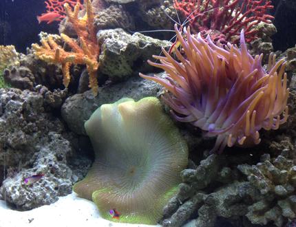 corals inverts - stichodactyla hhaddoni - haddon's carpet anemone, green stocking in 65 gallons tank - Green Carpet Anemone, Long Tentical Anemone, Cleaner Shrimp and Firefish Goby's