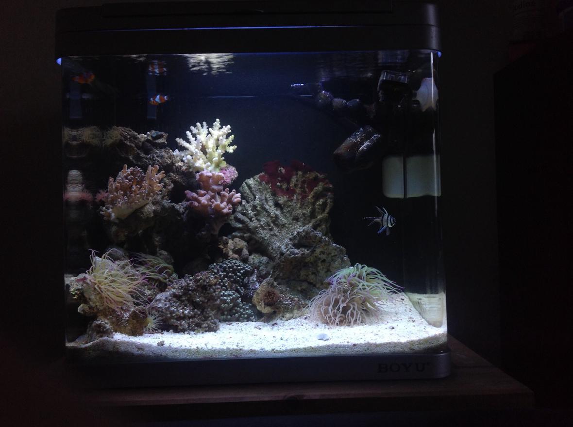 46 gallons reef tank (mostly live coral and fish) - My nano reef tank