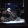 46 gallons reef tank (mostly live coral and fish) - My nano reef tank