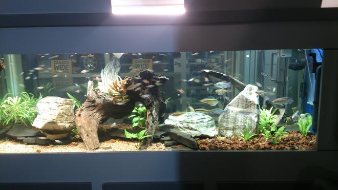 180 gallons planted tank (mostly live plants and fish) - 180 gallon tank will all live plants and 240+ fish in a vehicle showroom.