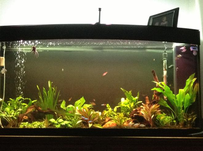 57 gallons planted tank (mostly live plants and fish) - 57 gallon all live plants