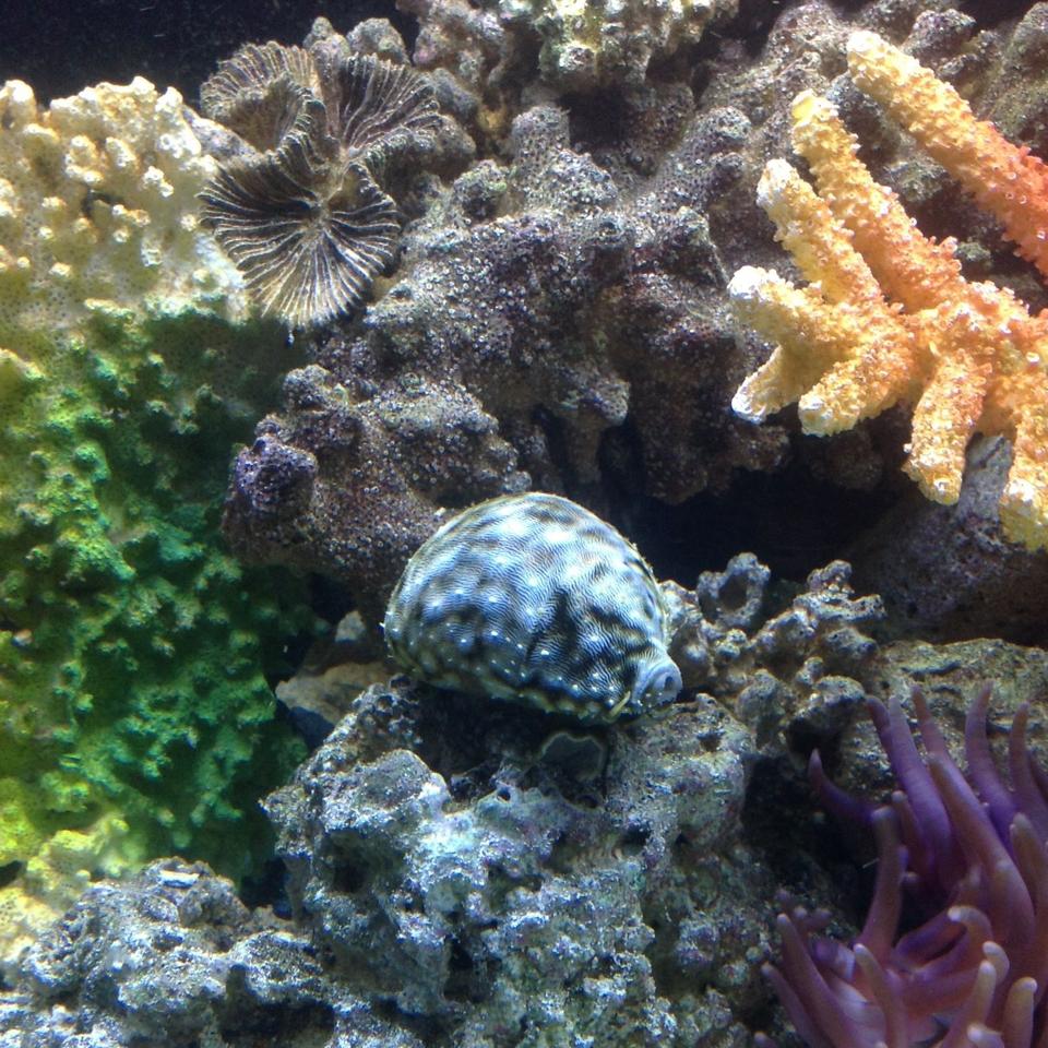 corals inverts - cypraea spp. - cowrie stocking in 65 gallons tank - Cowrie Snail