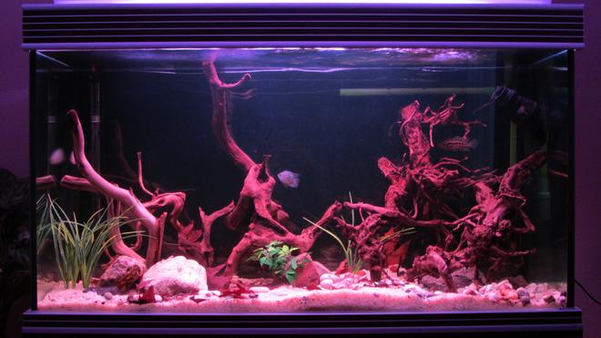 100 gallons freshwater fish tank (mostly fish and non-living decorations) - Central American Tank