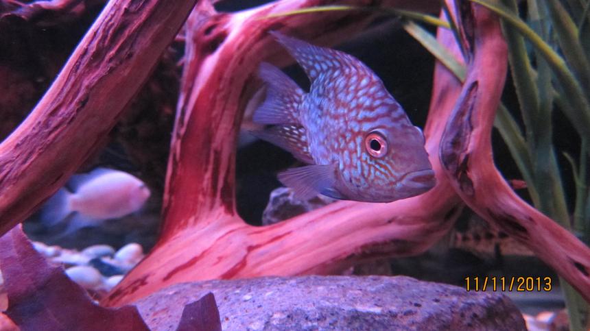 Rated #5: Freshwater Fish - Aequidens Rivulatus - Green Terror Stocking In 100 Gallons Tank