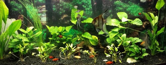 70 gallons planted tank (mostly live plants and fish) - lightly planted. No Co2, no fertiliser, just pea gravel substrate. V. low maintenance