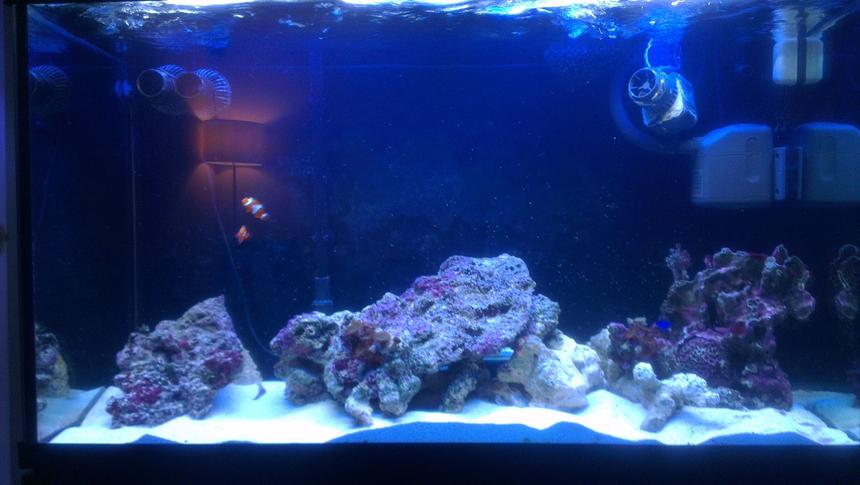 Rated #10: 90 Gallons Saltwater Fish Tank - More rock added