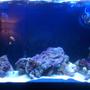 90 gallons saltwater fish tank (mostly fish, little/no live coral) - More rock added