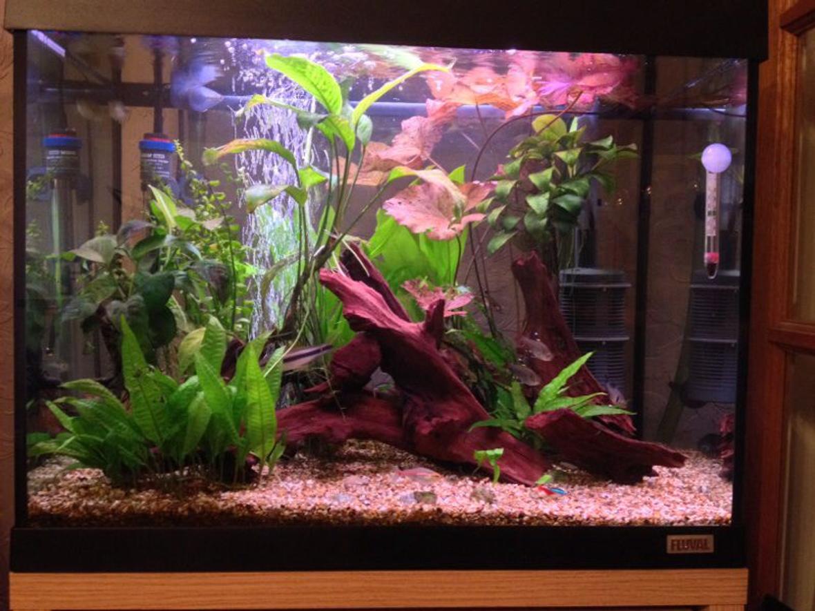 80 gallons freshwater fish tank (mostly fish and non-living decorations) - Big D