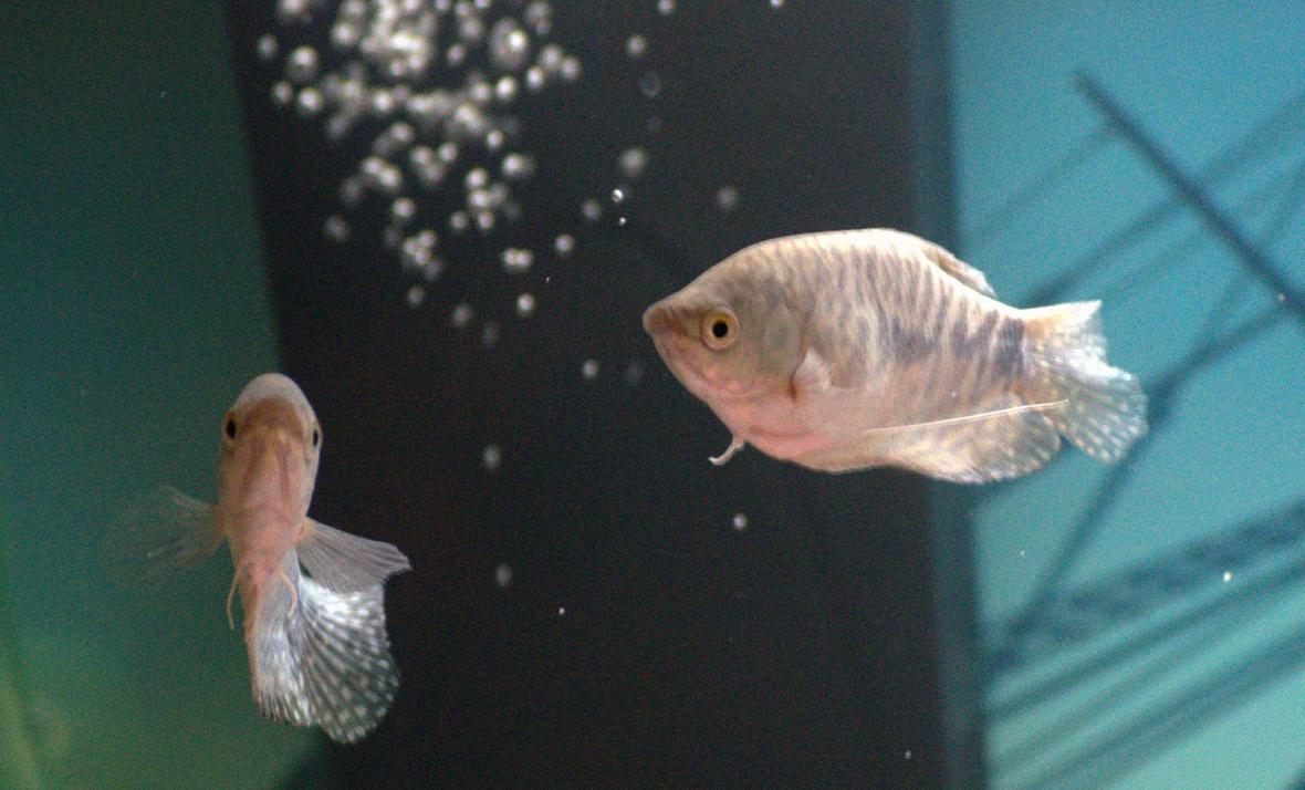 freshwater fish - trichogaster trichopterus - blue gourami stocking in 20 gallons tank - Two of my gourami fish, enjoying a swim.