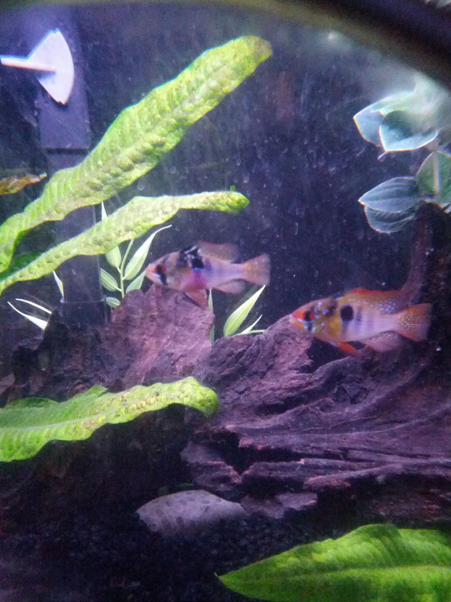 Rated #12: Freshwater Fish - Papiliochromis Ramirezi - German Blue Ram Stocking In 20 Gallons Tank - German blue ram couple
