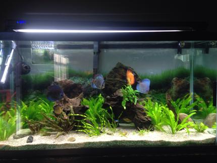 93 gallons planted tank (mostly live plants and fish) - Freshwater tank with live plants