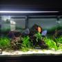 93 gallons planted tank (mostly live plants and fish) - Freshwater tank with live plants