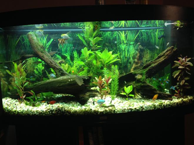 69 gallons freshwater fish tank (mostly fish and non-living decorations) - Community tank