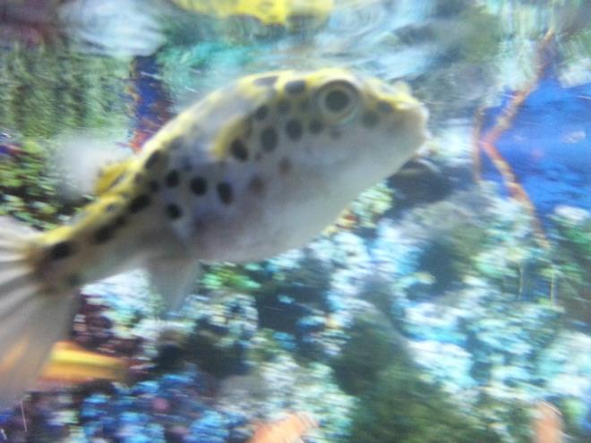 freshwater fish - tetraodon nigroviridis - green spotted puffer stocking in 75 gallons tank - My green spotted puffer...He or she lol is 6 years old and she has a great personality!