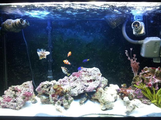 90 gallons saltwater fish tank (mostly fish, little/no live coral) - Another of the tank