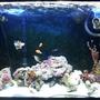 90 gallons saltwater fish tank (mostly fish, little/no live coral) - Another of the tank