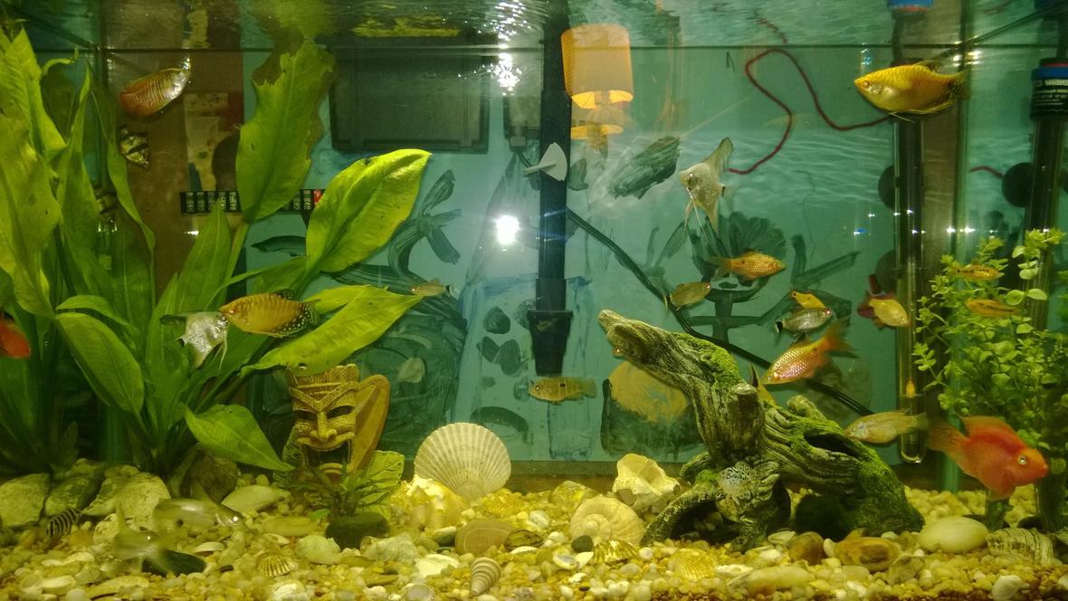29 gallons planted tank (mostly live plants and fish) - 29 gallon fresh water