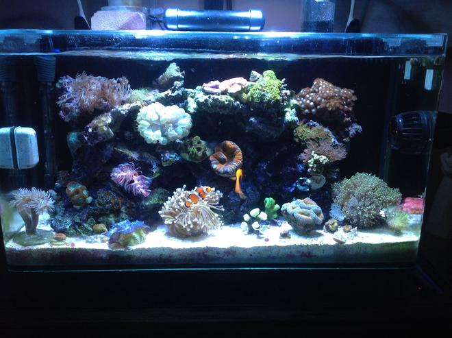 16 gallons reef tank (mostly live coral and fish) - My Coral Tank